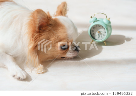 A sleepy dog and an alarm clock A sleepy dog and an alarm clock 139495322