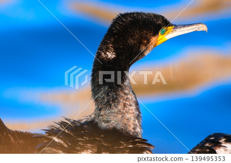 Great cormorant break Great cormorant break 139495353