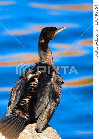 Great cormorant break Great cormorant break 139495354