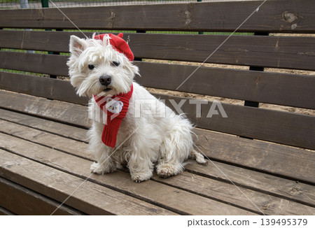 A West Highland White Terrier sits on a wooden park bench wearing a red beret and matching scarf with a bear patch. It waits patiently in a green space under clear skies. 139495379