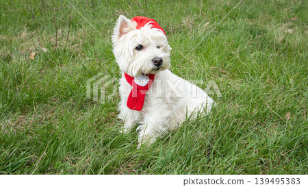 A Westie dog sits in green grass wearing a red hat and scarf. The dog looks away from the camera while enjoying the outdoors on a sunny day. 139495383