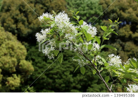 中華白花樹(Chionanthus retusus 或 Chionanthus chinensis)的花朵已經盛開。 中華白花樹(Chionanthus retusus 或 Chionanthus chinensis)的花朵已經盛開。 139495386