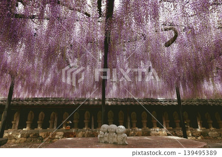田原市紫苑寺的紫藤花架 139495389