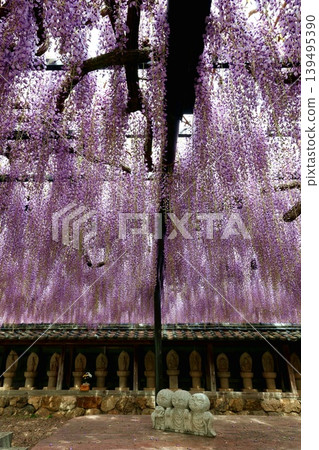 田原市紫苑寺的紫藤花架 139495390