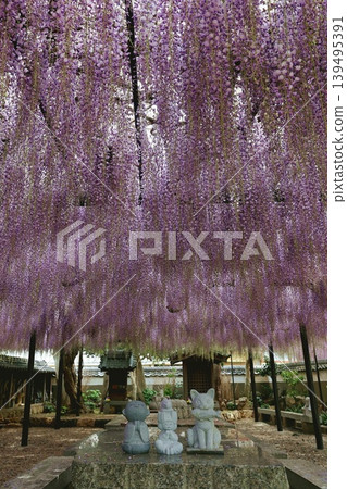 田原市紫苑寺的紫藤花架 田原市紫苑寺的紫藤花架 139495391