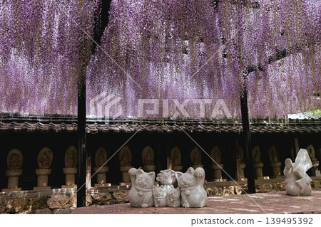 田原市紫苑寺的紫藤花架 139495392