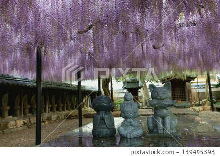 田原市紫苑寺的紫藤花架 139495393