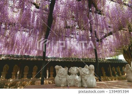 田原市紫苑寺的紫藤花架 田原市紫苑寺的紫藤花架 139495394