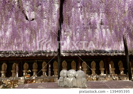 Wisteria trellis at Shionji Temple in Tahara City 139495395
