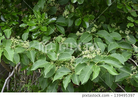 Euonymus alatus flowers blooming at the edge of the forest Euonymus alatus flowers blooming at the edge of the forest 139495397
