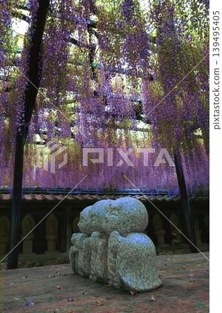 Wisteria trellis at Shionji Temple in Tahara City Wisteria trellis at Shionji Temple in Tahara City 139495405