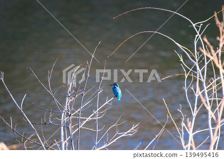 Kingfisher of the Tsurumi River 139495416