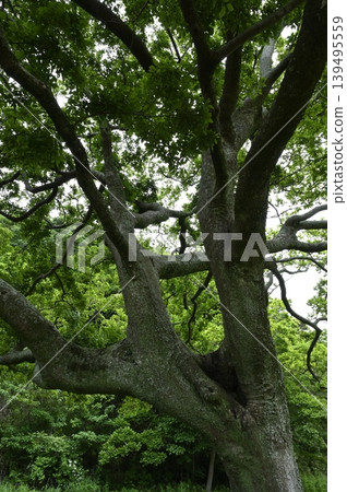 An old tree of enoki An old tree of enoki 139495559