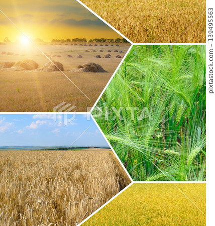 Agriculture collage with wheat fields and harvest landscapes 139495563