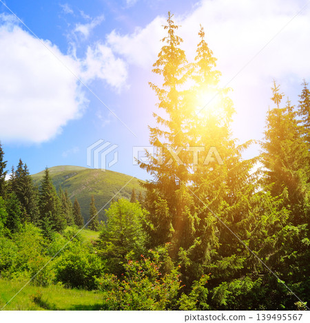 Sunlit mountain landscape with evergreen fir trees in summer 139495567