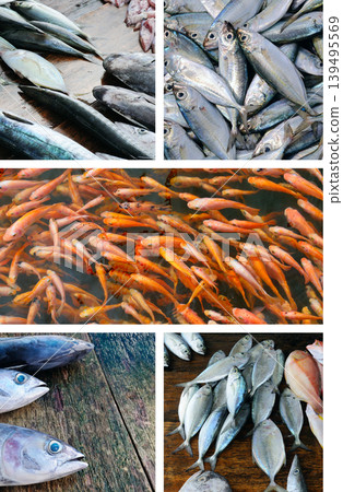 Fresh fish assortment collage with various seafood species Fresh fish assortment collage with various seafood species 139495569