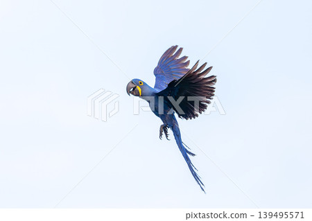 Hyacinth macaw in flight over Corumba, Brazil 139495571
