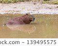 Capybara swimming in a river in Curitiba, Brazil 139495575