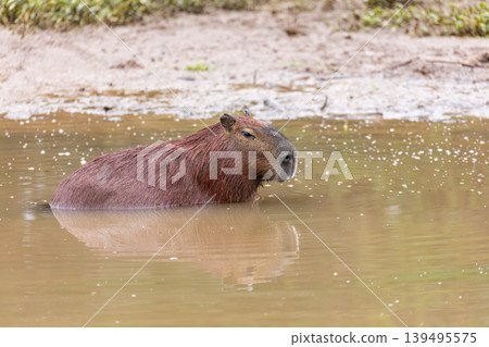 Capybara swimming in a river in Curitiba, Brazil Capybara swimming in a river in Curitiba, Brazil 139495575