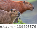 Capybara family in Barigui Park, Curitiba, Brazil. Wild rodents in nature 139495576