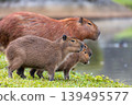 Capybara family in Barigui Park, Curitiba, Brazil. Wild rodents in nature 139495577