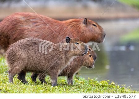Capybara family in Barigui Park, Curitiba, Brazil. Wild rodents in nature Capybara family in Barigui Park, Curitiba, Brazil. Wild rodents in nature 139495577