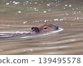 Capybara swimming in a river in Curitiba, Brazil 139495578