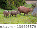 Capybara family in Barigui Park, Curitiba, Brazil. Wild rodents in nature 139495579