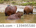 Capybara family in Barigui Park, Curitiba, Brazil. Wild rodents in nature 139495580