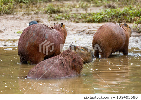 Capybara family in Barigui Park, Curitiba, Brazil. Wild rodents in nature Capybara family in Barigui Park, Curitiba, Brazil. Wild rodents in nature 139495580