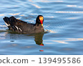 Common Moorhen (Gallinula galeata) swimming in water, Barigui Park municipal park, Curitiba, Parana. Brazil. Brazilian wildlife 139495586