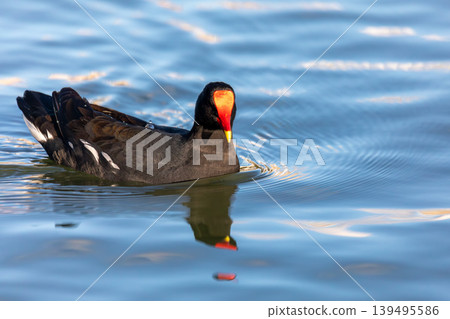 Common Moorhen (Gallinula galeata) swimming in water, Barigui Park municipal park, Curitiba, Parana. Brazil. Brazilian wildlife Common Moorhen (Gallinula galeata) swimming in water, Barigui Park municipal park, Curitiba, Parana. Brazil. Brazilian wildlife 139495586