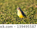 Great Kiskadee (Pitangus sulphuratus) on green grass in Barigui Park municipal park, Curitiba, Parana. Brazil. Brazilian wildlife 139495587