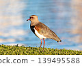 Southern lapwing (Vanellus chilensis), Curitiba, Parana. Brazil. Brazilian wildlife and birdwatching. 139495588