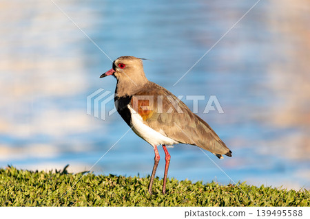 Southern lapwing (Vanellus chilensis), Curitiba, Parana. Brazil. Brazilian wildlife and birdwatching. 139495588