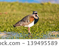Southern lapwing (Vanellus chilensis), Curitiba, Parana. Brazil. Brazilian wildlife and birdwatching. 139495589