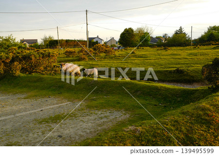Evening view of moorland  139495599