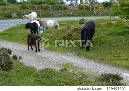 Evening view of moorland cattle grazing on spring grasses near the small village of Minions, Cornwall ,UK 139495601