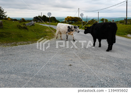 Evening view of moorland cattle grazing on spring grasses near the small village of Minions, Cornwall ,UK 139495602