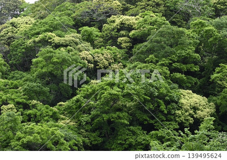 evergreen broadleaf forest in spring evergreen broadleaf forest in spring 139495624