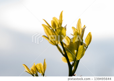 the trifoliate orange, Citrus trifoliata, Poncirus trifoliata, a member of the family Rutaceae. the trifoliate orange, Citrus trifoliata, Poncirus trifoliata, a member of the family Rutaceae. 139495644