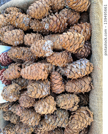 A rustic burlap sack holds a dense collection of large Siberian cedar cones. They appear in various shapes and colors, showing their natural state. The scene captures nature's bounty. A rustic burlap sack holds a dense collection of large Siberian cedar cones. They appear in various shapes and colors, showing their natural state. The scene captures nature's bounty. 139495661