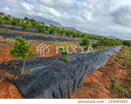 Young orange trees grow in a mountain valley with irrigation lines and weed control fabric on the ground. Open land surrounds the orchard under a cloudy sky. Young orange trees grow in a mountain valley with irrigation lines and weed control fabric on the ground. Open land surrounds the orchard under a cloudy sky. 139495663