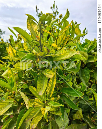 Young orange tree displays yellowing leaves with green veins caused by iron deficiency. This condition affects the tree's health and growth. The sky is cloudy. Young orange tree displays yellowing leaves with green veins caused by iron deficiency. This condition affects the tree's health and growth. The sky is cloudy. 139495664