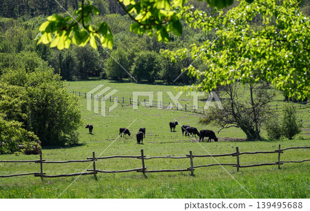 Cattle grazing on eco friendly pasture in natural landscape. Cattle grazing on eco friendly pasture in natural landscape. 139495688
