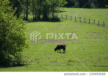 Black bull grazing on pasture in rural landscape. 139495689