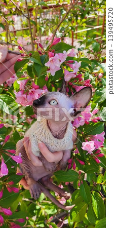 Close up of a Sphynx cat peeking out of dense foliage with pink blossoms, garden nature curiosity 139495720