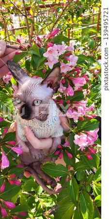 Hairless cat peeking through green leaves and pink flowers in a summer garden, pet nature exploration Hairless cat peeking through green leaves and pink flowers in a summer garden, pet nature exploration 139495721