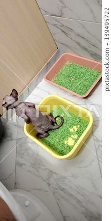 Hairless cat sitting in a yellow litter box on a tiled bathroom floor, domestic pet hygiene Hairless cat sitting in a yellow litter box on a tiled bathroom floor, domestic pet hygiene 139495722