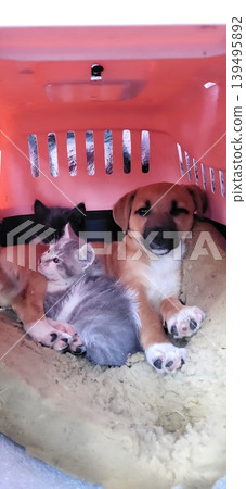 A puppy and a hairless kitten sitting together inside a pink pet carrier, cute animal friendship 139495892
